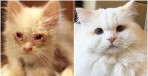 Família mostra recuperação impressionante de gato resgatado da rua