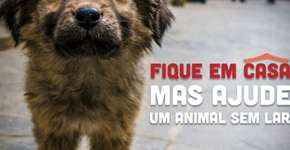 ANDA lança campanha ‘Fique em casa, mas ajude um animal sem lar’