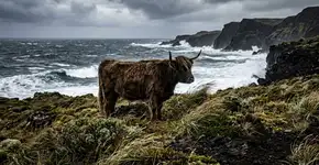 Um grupo de vacas foi deixado em uma ilha desabitada há 130 anos, e uma análise genética recente surpreendeu os cientistas com um desfecho totalmente inesperado