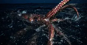 Tudo começou com uma estranha massa parecida com uma lula encontrada no estômago de um cachalote em 1955 e 1956, e décadas depois, cientistas descobriram que era algo muito mais estranho do que qualquer um poderia imaginar