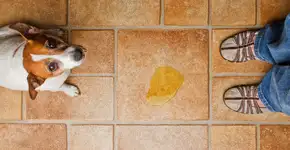 Cheiro de urina de cachorro em casa? Saiba como eliminar e evitar o problema de vez