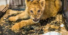Leão desnutrido é abandonado após ser explorado para selfies