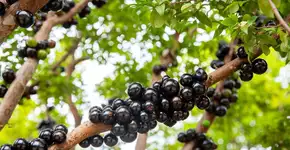 Foto: (Imagem sem texto alternativo disponivel ID [2745376])