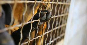 Pai e filha protegem 80 cães durante incêndio em abrigo