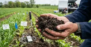 Cientistas da UNAM descobrem um grupo de bactérias no México com potencial para ajudar a agricultura e essa força microscópica pode funcionar onde os produtos químicos falham