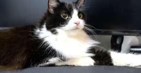 Foto: (Imagem sem texto alternativo disponivel ID [2611442])