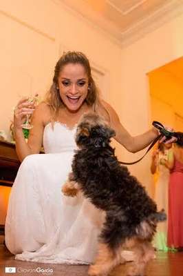 Cachorros de diferentes raças e tamanhos e compõe as fotos do book do casamento ou na própria cerimônia (imagem: Giovani Garcia) 