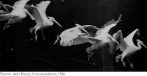 Foto: (Imagem sem texto alternativo disponivel ID [1896767])