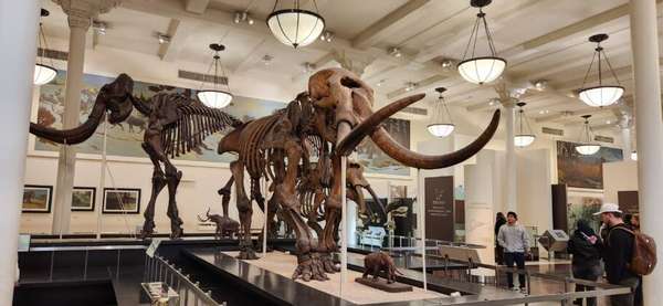 Museu Americano de História Natural