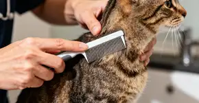 Foto: (Imagem sem texto alternativo disponivel ID [2673926])