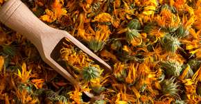 Calêndula: planta com propriedades digestivas, anti-inflamatórias e cicatrizantes