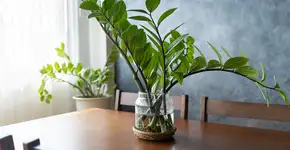 6 plantas que até quem mata cacto consegue manter vivas
