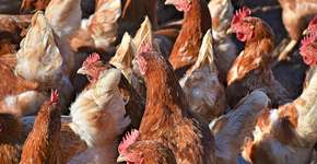 Pressão de abaixo-assinados faz empresas adotarem política cage-free