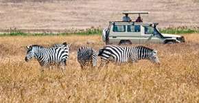 Conheça os 5 melhores países para fazer um safári