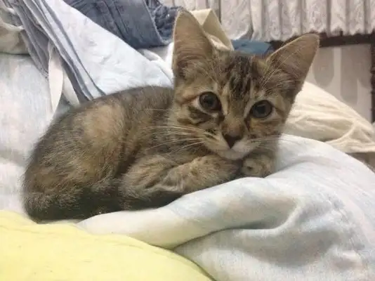 Os gatinhos resgatados pela Catland