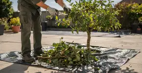 Foto: (Imagem sem texto alternativo disponivel ID [2732145])