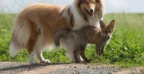 Cadela adota filhote de raposa