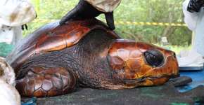 Tartaruga símbolo de desastre no Nordeste recebe cuidados