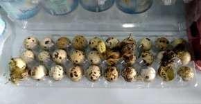 Codornas nascem dentro de embalagem no Piauí; assista ao vídeo