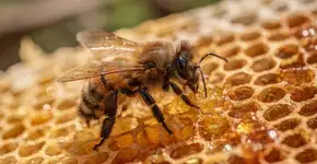 Foto: (Imagem sem texto alternativo disponivel ID [2721727])