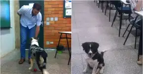 Projeto em universidade leva cães para dentro da sala de aula