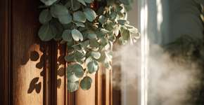 Essa planta aromática na porta de casa afasta insetos e purifica ambiente naturalmente