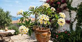 Uma planta belíssima que perfuma o jardim e pode ser facilmente cultivada em vaso