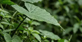 Foto: (Imagem sem texto alternativo disponivel ID [2763478])