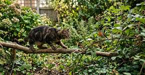Março-abril: não deixe seu gato sair, essa temporada de “carnificina invisível” está devastando jardins