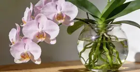 Foto: (Imagem sem texto alternativo disponivel ID [2676447])