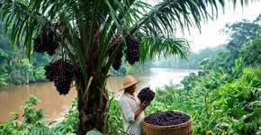 A fruta silvestre que tem cor de carvão e sabor de amora com chocolate