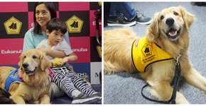 Crianças brasileiras com deficiência recebem cães de assistência