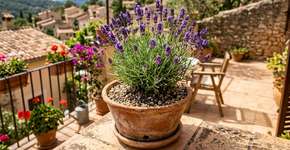 Como cultivar lavanda em vasos para que ela cresça forte e produza flores por muitos anos