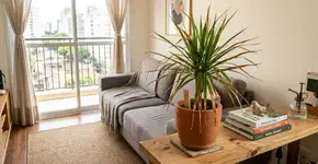 O que significa as pontas das folhas secas e o que sua planta quer dizer com isso?
