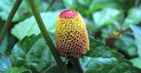 Jambú na comida ou na bebida elimina até cálculos de vesícula