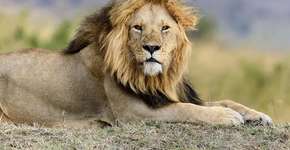 Foto: (Reprodução)