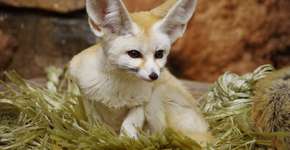 Feneco: 8 curiosidades sobre essa raposa que vive no deserto 