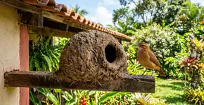 Se você encontrar um ninho de barro de um joão-de-barro em sua casa ou jardim, nós lhe diremos o que isso significa e por que é algo bom