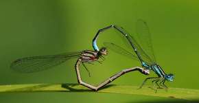 Foto: (Imagem sem texto alternativo disponivel ID [442288])