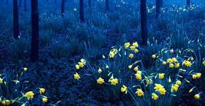 Foto: (Imagem sem texto alternativo disponivel ID [954809])