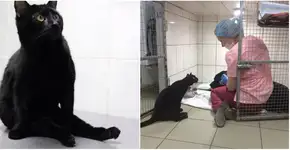 Este gato que não consegue andar cuida de outros animais doentes