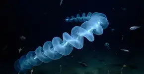 Foto: (Imagem sem texto alternativo disponivel ID [2787617])