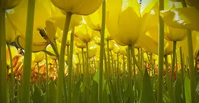 Fotógrafos mirins encantam com imagens vencedoras de concurso