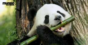 Foto: (Imagem sem texto alternativo disponivel ID [1864508])