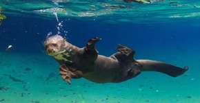 Imagens impressionantes da natureza brasileira