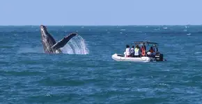 Foto: (Rafa Mesquita/Divulgação)