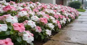 Foto: (Imagem sem texto alternativo disponivel ID [2727405])