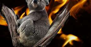 Mais de um bilhão de animais morreram em incêndios na Austrália