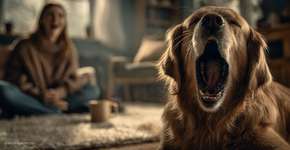 Por que seu cachorro boceja diante de você