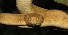 Foto: (Imagem sem texto alternativo disponivel ID [1837420])